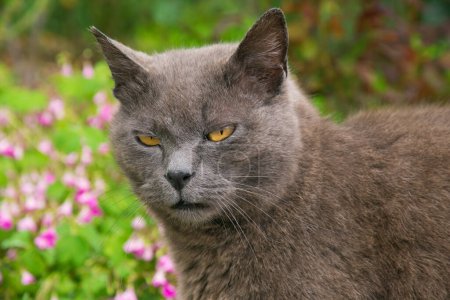 Foto de Gato de la raza chartreux o un gato cartesiano en el jardín - Imagen libre de derechos