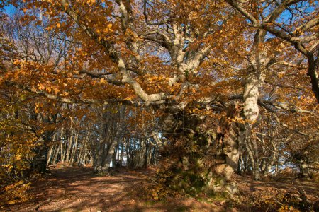 A big beech tree in the autumn forest of Canfaito, Marche region
