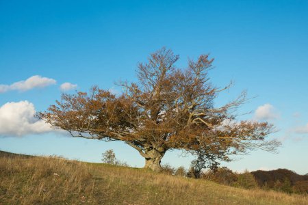 Photo of isolated beech tree against the blue sky in the autumn  season, Canfaito forest, Italy