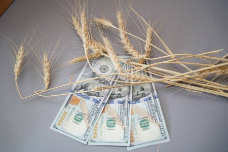 Foto de Almaty, Kazajstán - 10.04.2022: Tallos de trigo cosechado y varios billetes de dólar. - Imagen libre de derechos