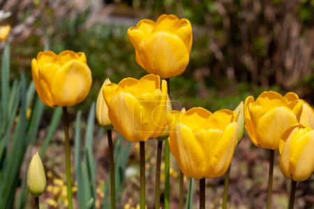 Foto de Fondo de primavera con hermosos tulipanes amarillos, Lindau, Alemania - Imagen libre de derechos
