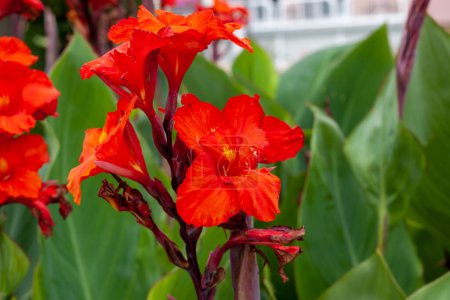 Indian shot flowers. Canna indica, commonly known as Indian shot