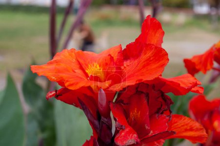 Indian shot flowers. Canna indica, commonly known as Indian shot