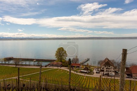 Vineyards on the slopes near Lake Constance at the end of March, Meersburg area, Germany