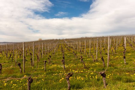 Vineyards on the slopes near Lake Constance at the end of March, Meersburg area, Germany