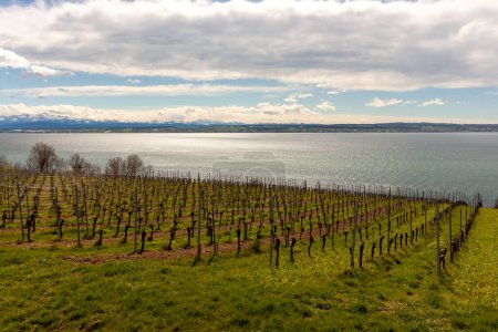Vignobles sur les pentes près du lac de Constance fin mars, région de Meersburg, Allemagne