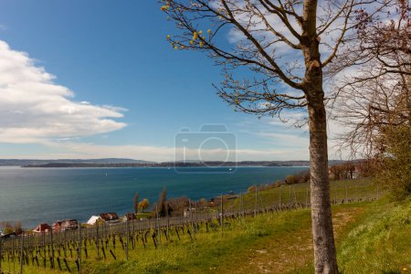 Vignobles sur les pentes près du lac de Constance fin mars, région de Meersburg, Allemagne