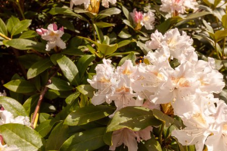 Bright and beautiful white rhododendron flowers blooms in the spring time near Bodensee, Langenargen, Germany