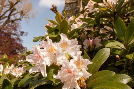 Photo for Bright and beautiful white rhododendron flowers blooms in the spring time near Bodensee, Langenargen, Germany - Royalty Free Image
