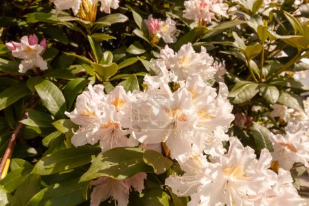 Bright and beautiful white rhododendron flowers blooms in the spring time near Bodensee, Langenargen, Germany