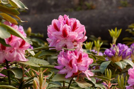 Bright and beautiful pink rhododendron flowers blooms in the spring time near Bodensee, Langenargen, Germany