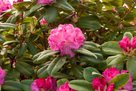 Photo for Bright and beautiful pink rhododendron flowers blooms in the spring time near Bodensee, Langenargen, Germany - Royalty Free Image