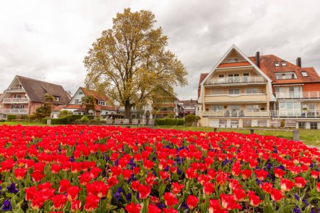 There are many flowers on the Bodensee embankment in Langenargen, Germany
