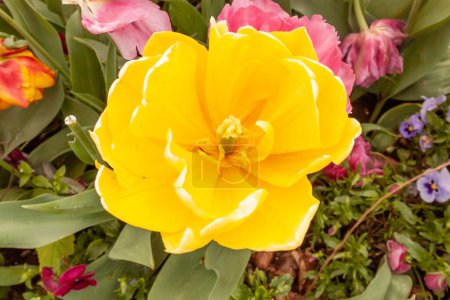 Tulipanes belleza de la naturaleza, rohte, amarillo, azul, rosa, que son la reina de la primavera. Alemania