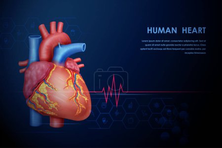Illustration for Illustration of Healthcare and Medical education drawing chart of Human Heart anatomy for Science Biology study - Royalty Free Image