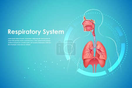 illustration of Healthcare and Medical education drawing chart of Human Respiratory System for Science Biology study
