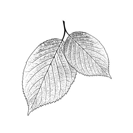 Photo for Leaves shape texture vector illustration - Royalty Free Image