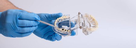 Téléchargez les photos : Technicien dentaire tenant un modèle de mâchoire dentaire sur un fond blanc. - en image libre de droit