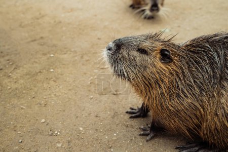 Photo for Nutria on river beach at winter. Myocastor coypus, mouse with big teeth. High quality photo - Royalty Free Image