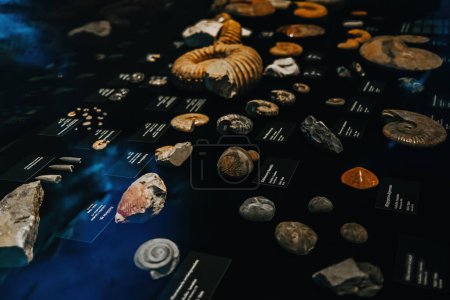 Foto de Octubre 2023 Praga, Chequia. Ammonite, fossils in Dinosaur Museum (en inglés). Exposición moderna para niños y adultos. Concepto educativo. Foto de alta calidad - Imagen libre de derechos