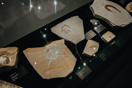 Foto de Octubre 2023 Praga, Chequia. Ammonite, fossils in Dinosaur Museum (en inglés). Exposición moderna para niños y adultos. Concepto educativo. Foto de alta calidad - Imagen libre de derechos