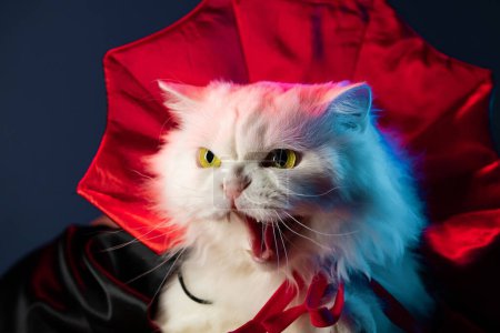 Foto de Silbidos peligrosos de gato blanco. Kitty en traje de vampiro de Drácula, fiesta de Halloween. Alta calidad - Imagen libre de derechos