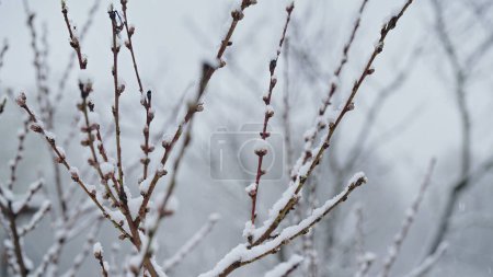 Apple tree blossom in garden under last early spring snow. Cold temperature, frost. Abnormal temperature. Consequences of climate change. High quality