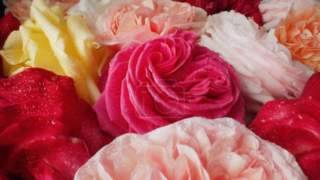 Photo for Macro view of colorful roses with dew drops, amazing rose. Floral, aroma background. Summer carpet surface texture - flowers blossom backdrop. Blooming nature view. Wedding, Valentine's Day - Royalty Free Image