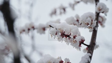 Pommier fleurissent dans le jardin sous la neige dernier début de printemps. Température froide, gel. Température anormale. Conséquences du changement climatique. Haute qualité