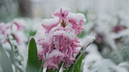 Jacinto rosado en el jardín bajo la nieve pasada de primavera. Temperatura fría, helada. Temperatura anormal. Consecuencias del cambio climático. Alta calidad