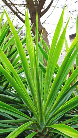 Foto de Hojas de palmera en un jardín de El vendrell, Tarragona, Cataluña, España, Europa - Imagen libre de derechos