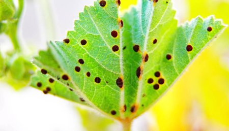 Hoja verde con enfermedad de Puccinia malvacearum