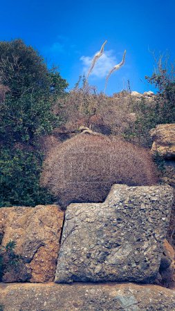 Photo for Antique stones with bushes of dry grass on Carian trail in Turkey, Knidos, Karia Yolu. - Royalty Free Image