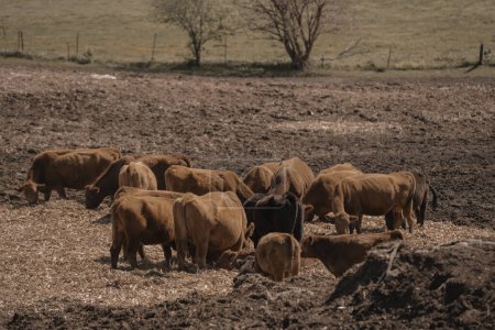 Photo for Herd of brown cows grazing on a dry, muddy field with a sparse background of grass and fences. - Royalty Free Image