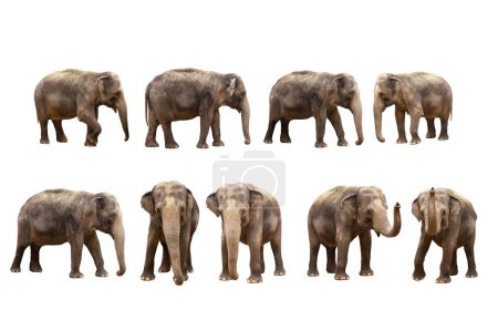 Téléchargez les photos : Asiatique éléphant isolé sur fond blanc - en image libre de droit