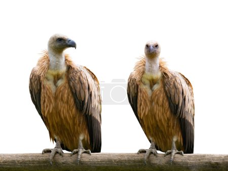 Photo for Two griffon vulture (gyps fulvus) sitting on a tree branch isolated on white background - Royalty Free Image