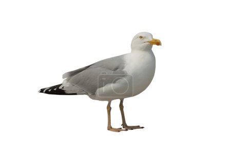 Photo for Herring gull (larus argentatus) isolated on white background - Royalty Free Image
