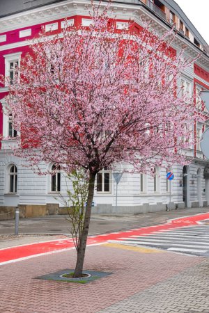 Foto de 2022-04-16. árbol rosa en el fondo de una casa roja Bielsko-Biala, Polonia, - Imagen libre de derechos