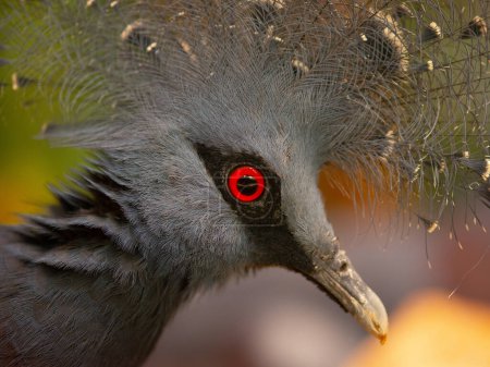 Foto de Portrait southern crowned-pegeon (sclateri) - Imagen libre de derechos