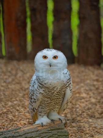 Photo for Snowy owl perched on a tree stump - Royalty Free Image