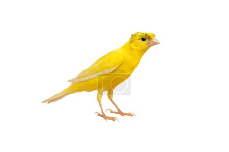 Photo for Beautiful canary isolated on white background - Royalty Free Image