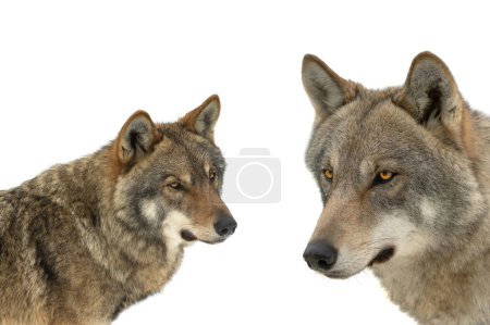 Photo for Two gray wolf portrait isolated on white background - Royalty Free Image