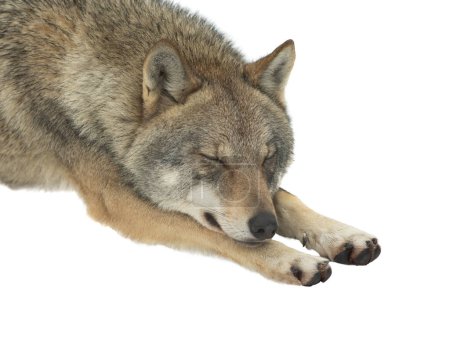 Téléchargez les photos : Dormir Loup gris sur neige isolé sur fond blanc - en image libre de droit