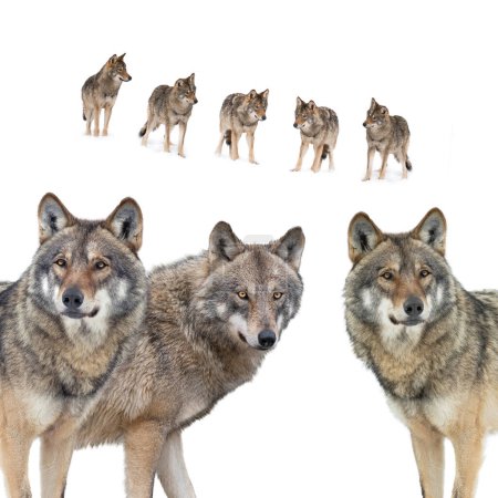 Foto de Wolfs isolated on white background - Imagen libre de derechos