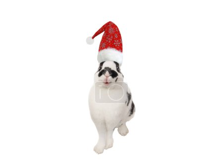 Photo for Smile dalmatian rabbit santa claus hat isolated  on a white background. - Royalty Free Image