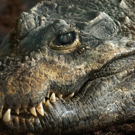 Téléchargez les photos : Crocodylinae isolated on white background - en image libre de droit