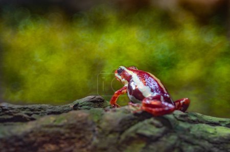 Téléchargez les photos : Anthony's poison arrow frog, Epipedobates anthonyi, perched on a log of a tree - en image libre de droit