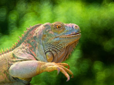 Téléchargez les photos : Iguane sur fond vert - en image libre de droit
