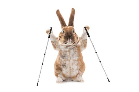 Téléchargez les photos : Rabbit with nordicwalking sticks isolated on white background - en image libre de droit