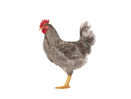 Photo for Gray rooster isolated on white background - Royalty Free Image